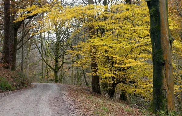 Picture road, autumn, nature