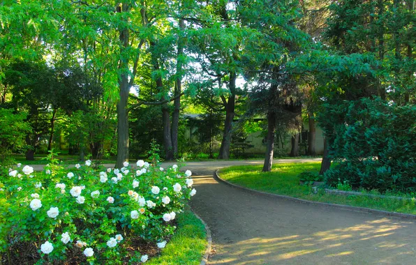 White, flower, park, garden, roses, alley