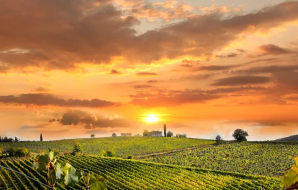 Field, the sky, the sun, clouds, trees, sunset, Italy, house