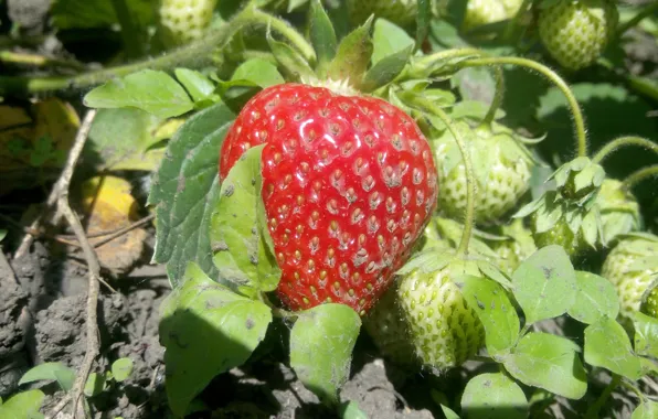 Food, Strawberry, red