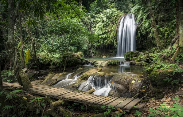 Picture forest, landscape, river, rocks, waterfall, summer, forest, tropical