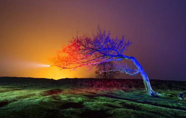 Field, the sky, light, sunset, tree, the evening