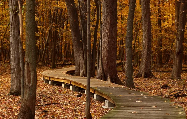 Falling leaves, bridges, autumn Park