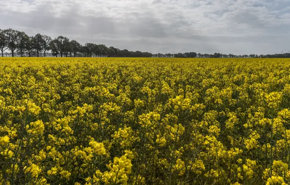 Field, flowers, rape, rapeseed field