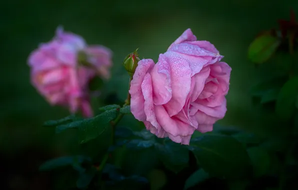 Flower, leaves, drops, macro, flowers, Rosa, pink, rose