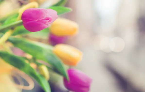 Picture focus, yellow, blur, tulips, pink, bokeh