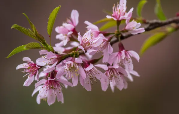 Leaves, flowers, branches, Sakura, pink