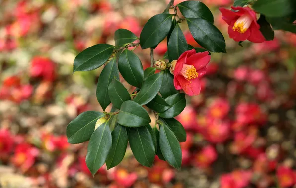 Picture red, branch, Camellia