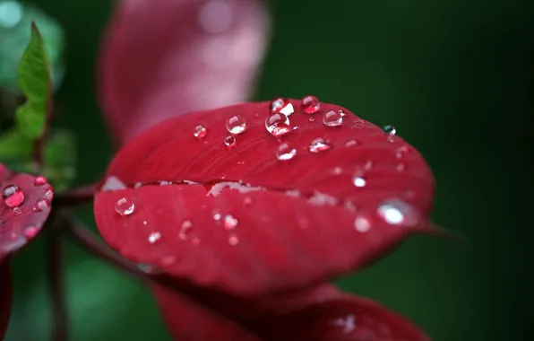 Leaves, nature, Rosa