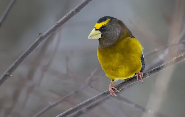 Picture bird, color, branch, feathers, beak