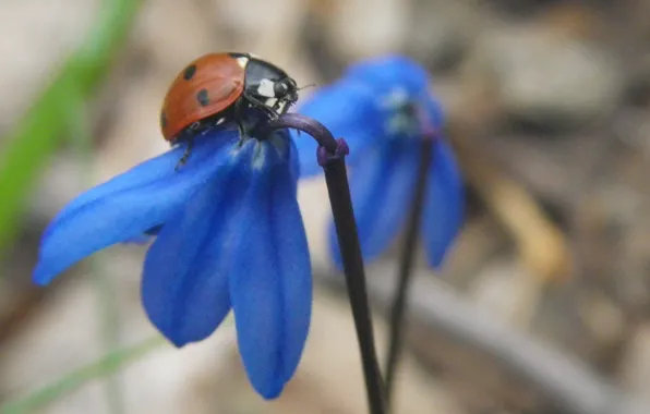 Picture forest, leaves, photo, ladybug