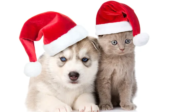 Picture kitty, hat, New year, Christmas, friends, husky, Dogs, caps