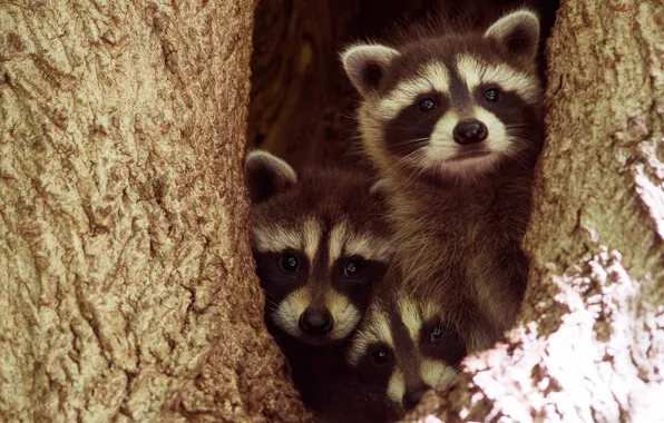 Look, the dark background, tree, Nora, raccoon, three, bark, kids