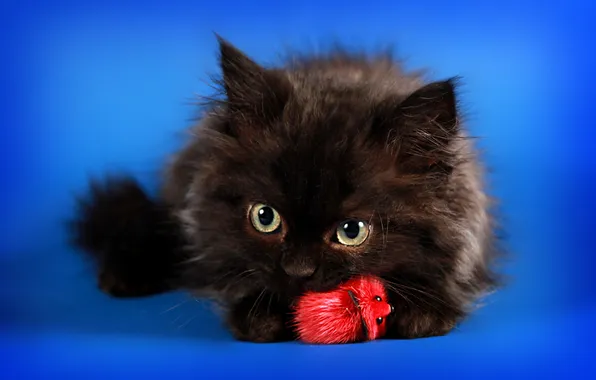 Cat, look, pose, kitty, black, the game, mouse, mouse