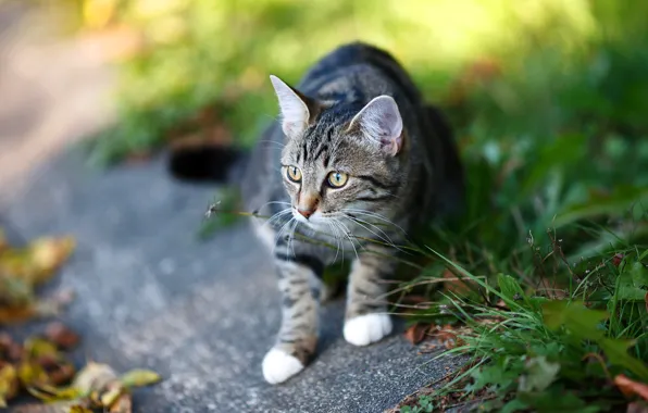 Picture cat, grass, cat, look, face, leaves, pose, grey