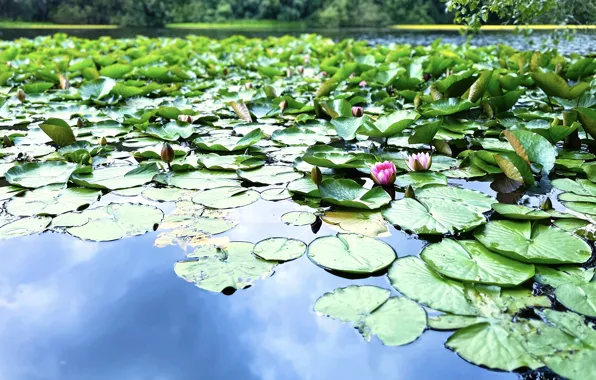 Flower, leaves, water, nature, lake, pond, Lily, water lilies