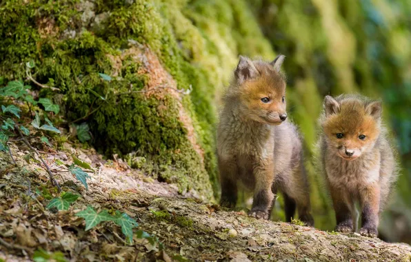 Nature, Fox, Fox, cubs