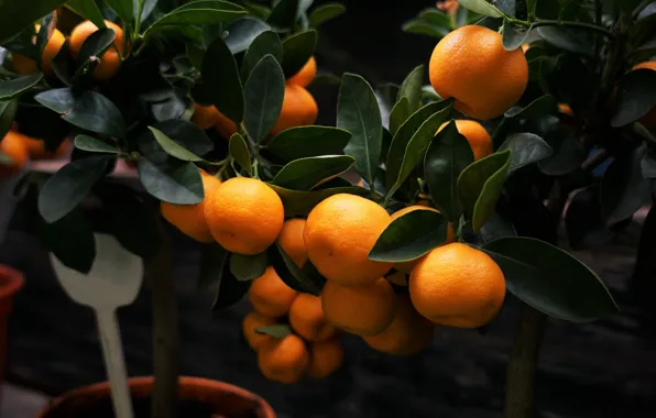 Picture leaves, branches, the dark background, fruit, Seedlings, tangerines