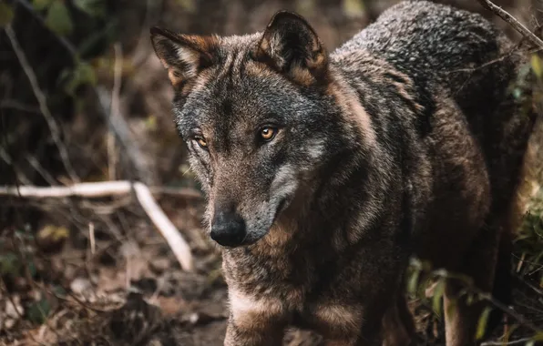 Nature, predator, animal, wolf, wildlife, portrait, portrait., Canis lupus. face