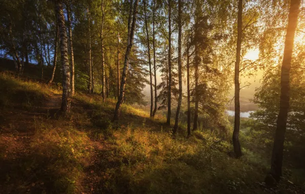 Forest, trees, landscape, nature, fog, lake, morning, slope