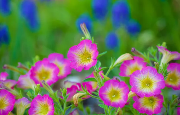 Summer, background, bright, garden, pink, flowerbed, bokeh, Petunia