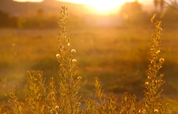 Field, grass, the sun, sunset, nature, plant