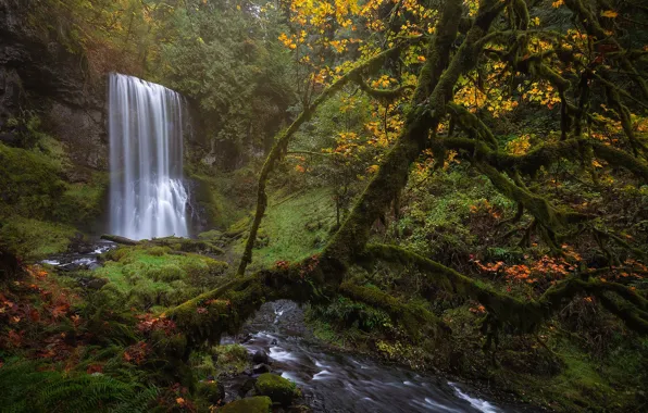 Picture autumn, forest, trees, nature, waterfall, moss