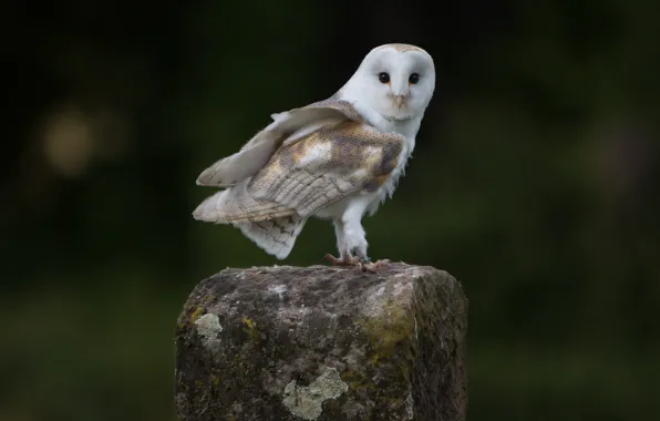 The dark background, owl, bird, stone, the barn owl