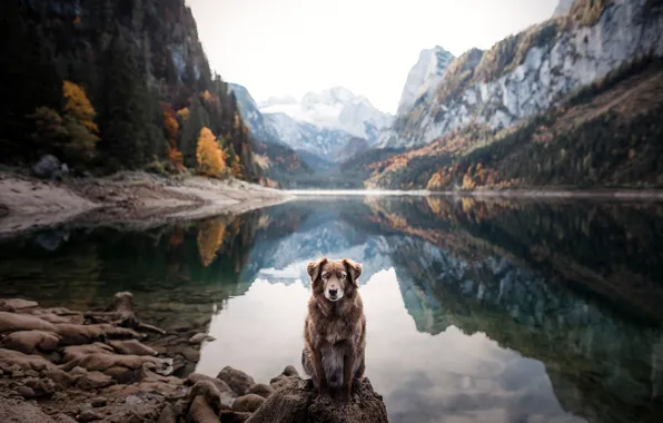 Autumn, forest, look, water, landscape, mountains, lake, reflection