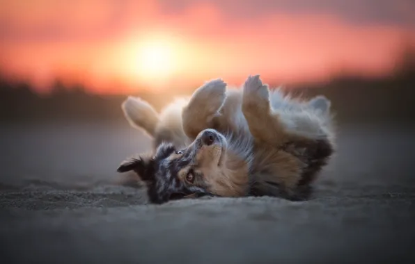 Sand, forest, look, the sun, light, sunset, nature, pose