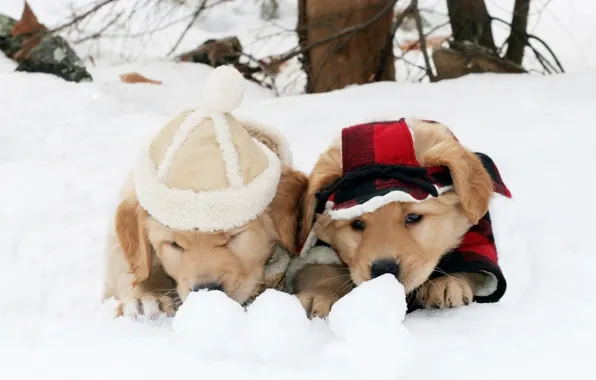 Winter, dogs, snow, clothing, the game, puppies, pair, costume