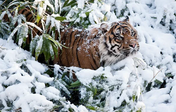Winter, snow, tiger