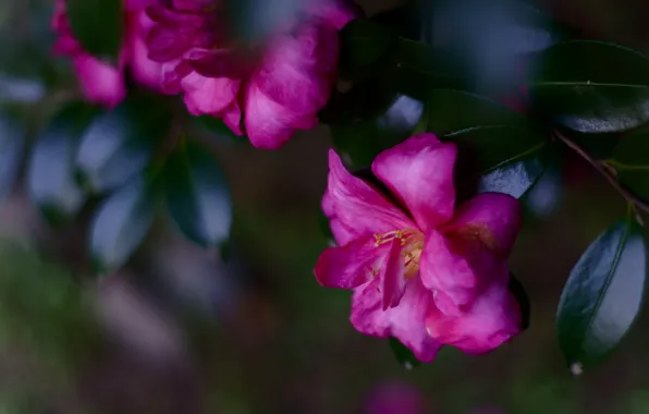 Leaves, macro, flowers, branch, pink, flowering, lilac, bokeh