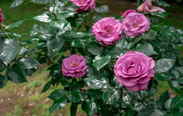 Flowers, roses, lilac