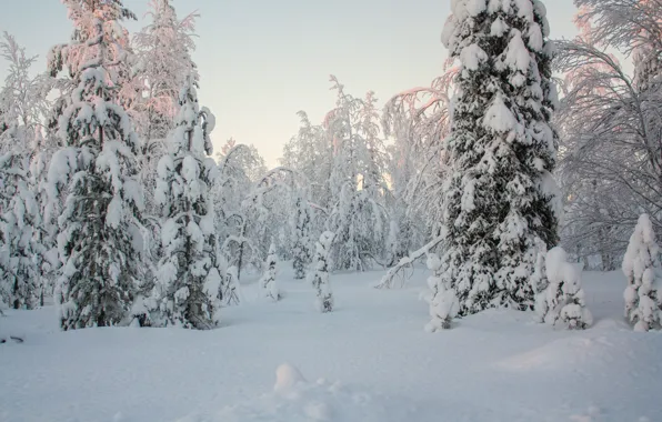 Forest, snow, Winter, ate, frost, forest, trees, nature
