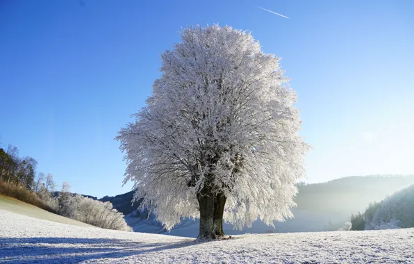 Picture winter, frost, the sky, the sun, snow, tree, glade