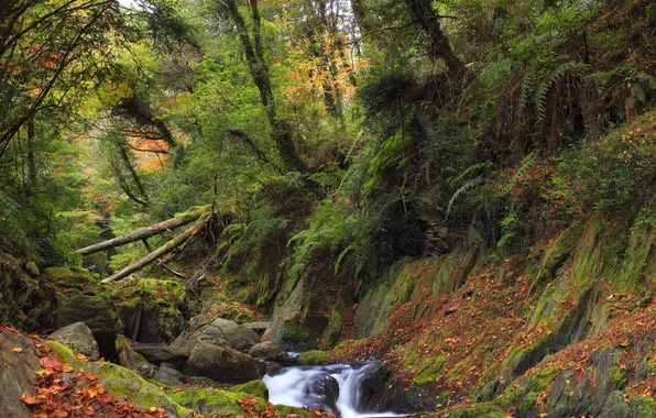 Forest, trees, river, stones, thickets, moss, thicket, logs