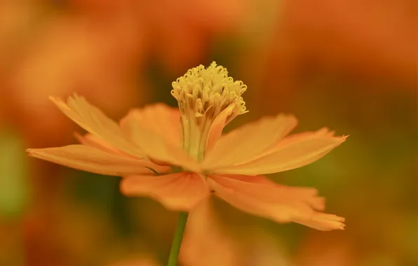 Flower, nature, plant, petals