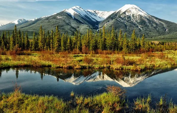 Forest, water, mountains, reflection, mirror