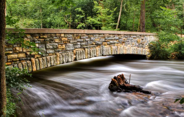 Picture greens, forest, bridge, for, river