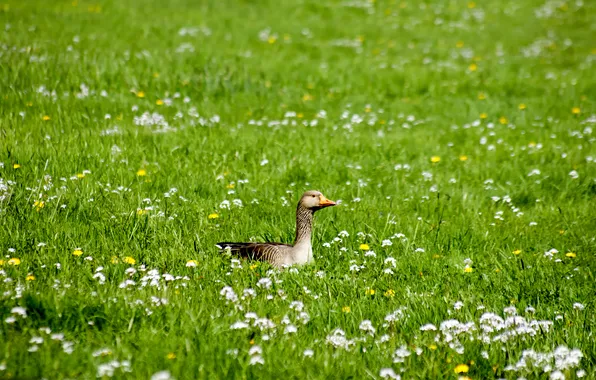 Field, animals, summer, grass, flowers, birds, bird, duck