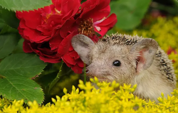 Picture flowers, muzzle, hedgehog