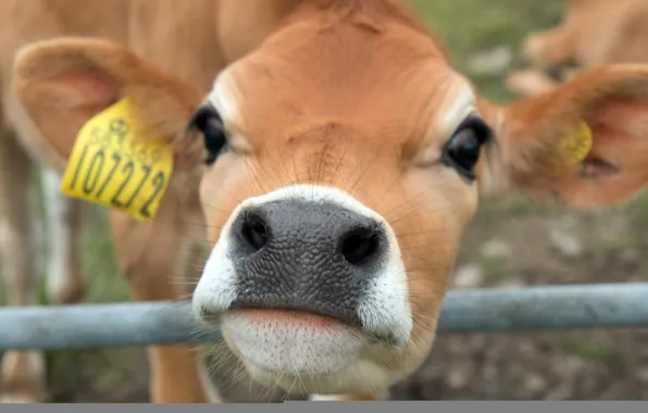 Face, background, cow