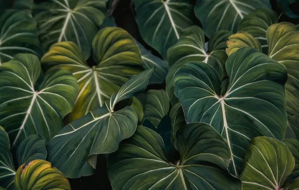 Leaves, macro, plant, Philodendron, gloriozum