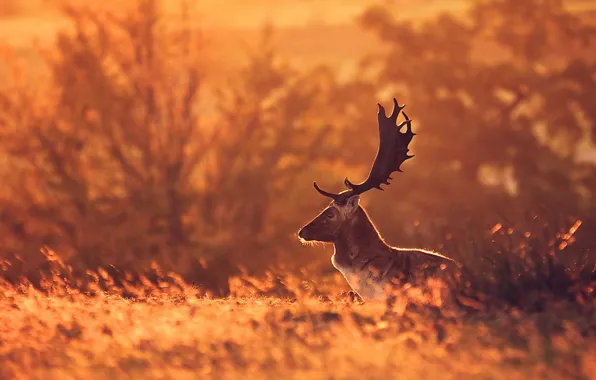 Nature, background, deer