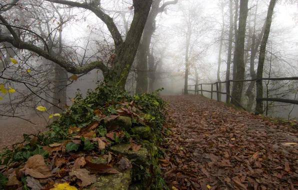 Picture autumn, leaves, fog, Park