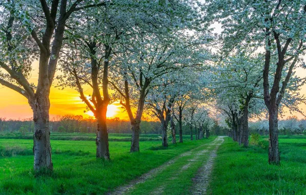 Road, sunset, spring, Germany, flowering, near Berlin