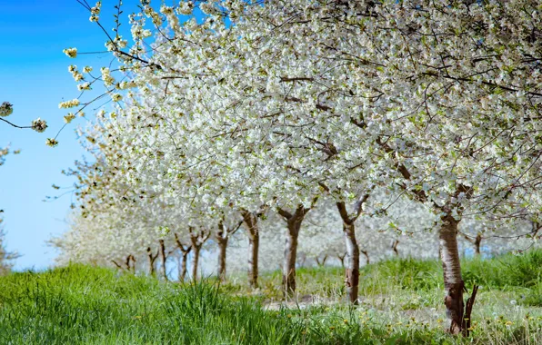 Grass, trees, nature, branch, spring, garden, a number, white