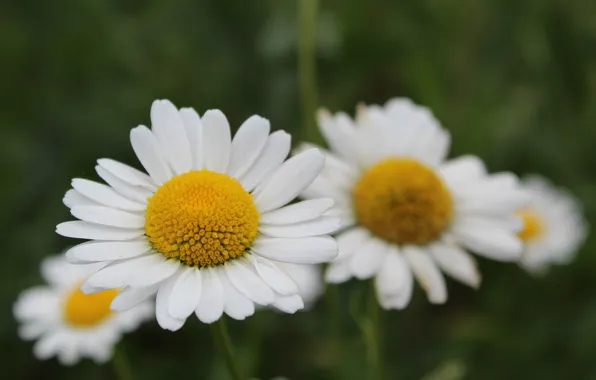 Chamomile, white, middle, yellow