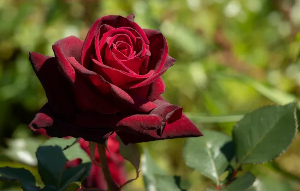 Rose, green background, Burgundy rose